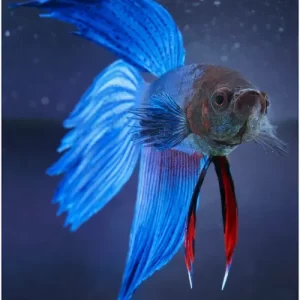 Betta macho cumún