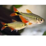 Tetra buenos aires común