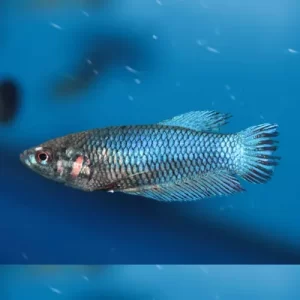 Betta hembra doble cola