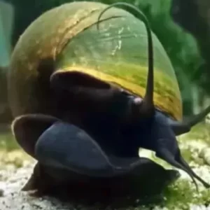 Caracol negro