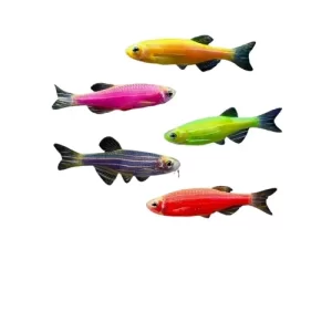 Cebra trasngenica colores