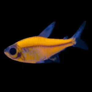 Tetra pristela transgenico amarillo
