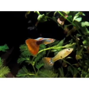 Pareja de guppys grandes