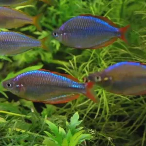 Tetra arcoíris neon