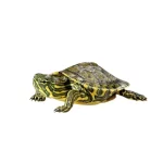Tortuga pavorreal