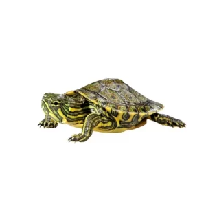 Tortuga pavorreal