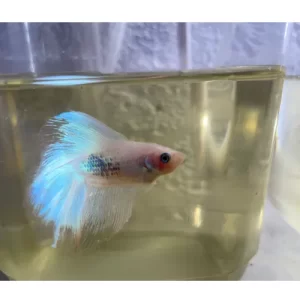 Betta importado Tailandia