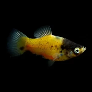 Platy abeja