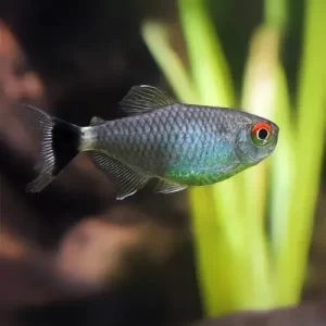 Tetra ojo rojo