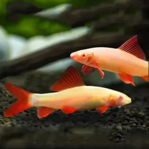 Tibuton arcoíris albino