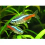 Tetra neon azul