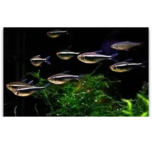 Tetra neon negro