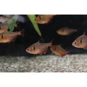 Tetra gota de sangre