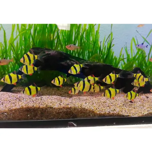 Sumatrano verde transgénico