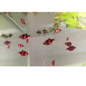 Sumatrano transgénico rojo