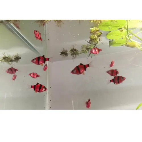 Sumatrano transgénico rojo