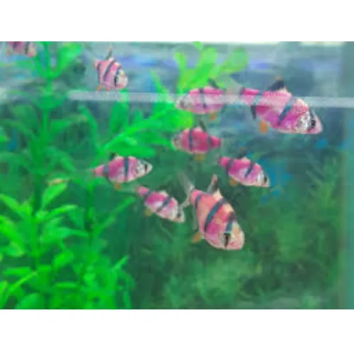 Sumatrano transgénico morado