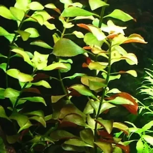 Ludwigia repens
