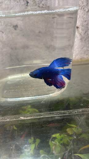 Photo from customer review