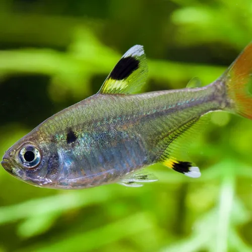 Tetra pristella común