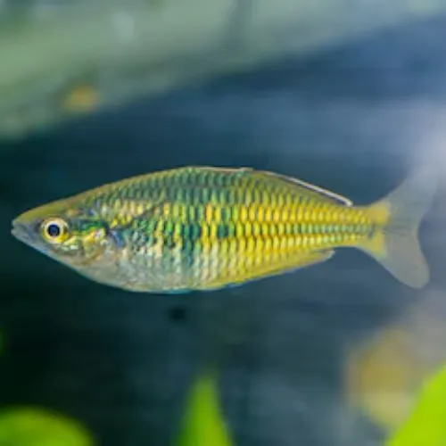 Tetra arcoíris boesemani