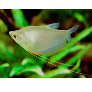Gurami luz de luna