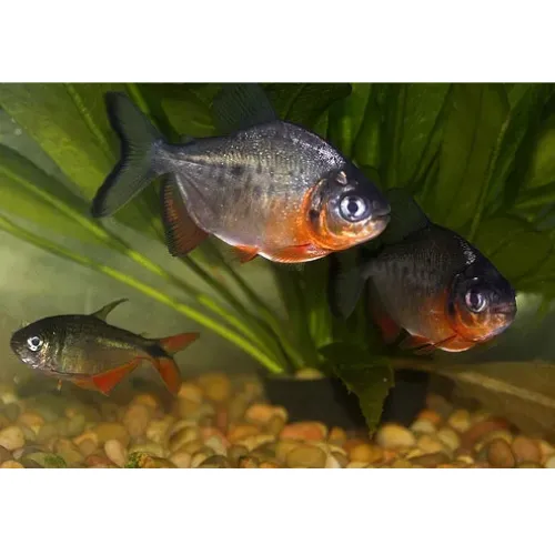 Piraña pacu