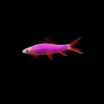 Tiburón arcoíris morado
