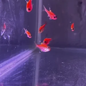 Tetra pristela rojo