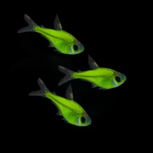 Tetra pristella verde