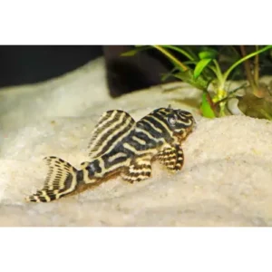 Pleco cebra fina