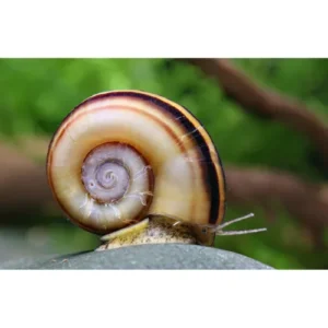 Caracol cuerno de carnero