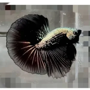 Betta macho HM black samurai (Sobre pedido)
