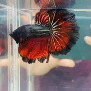 Betta macho HM vampire (Sobre pedido)