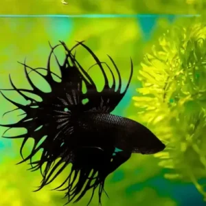 Betta macho orquídea negra