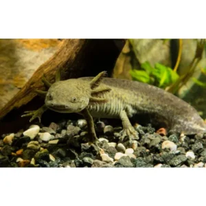 Axolotl pardo gde (Sobre pedido)