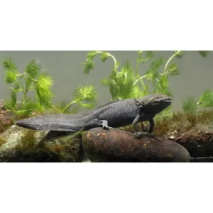 Axolotl melanico gde (Sobre pedido)