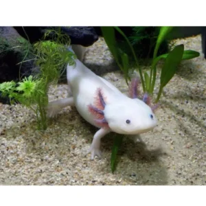Axolotl albino gde (Sobre pedido)