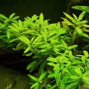 Hygrophila