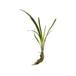sagitaria