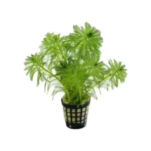 myriophyllum mini