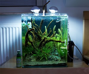 Foto de ubicación de ACUARIO SOLO VENTA EN LÍNEA DE PECES Y ACCESORIOS
