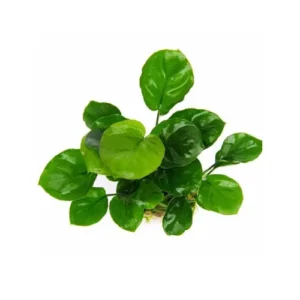 Anubias Golden Coin