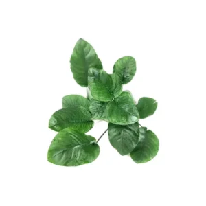 Anubia broad leaf